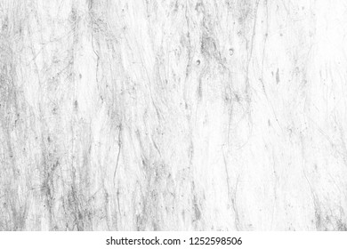 Close Up White Peeling Wood Bark Texture Background.