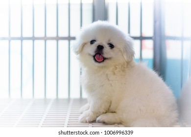 Close up of White Pekingese puppy sitting in the cage at the animal hospital/veterinary Clinic waiting for recovery from treatment and find a good home. 