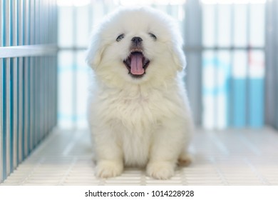 Close up of White Pekingese puppy sitting in the cage at the animal hospital/veterinary Clinic waiting for recovery from treatment and find a good home. 