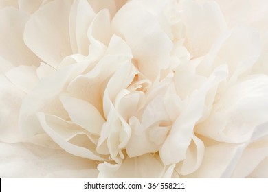 Close Up Of White Peony Flower