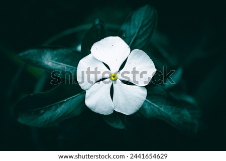 A close up of a white Periwinkle flower