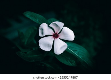 A close up of a white Periwinkle flower and green leaves - Powered by Shutterstock