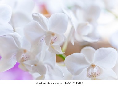 Close up of white Phalaenopsis or Moth dendrobium Orchid flower in winter in home window tropical garden. Floral nature background. Selective focus. - Powered by Shutterstock