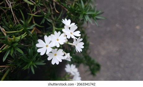 Close up of a White 'Phlox subulata' ​Flower against a bright nature background. - Shutterstock ID 2063341742