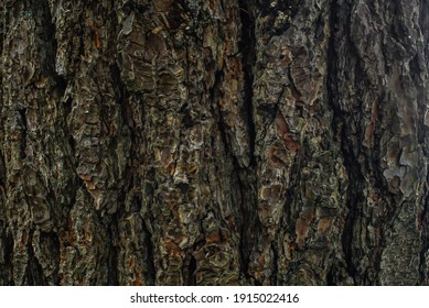 Close Up Of White Pine Bark