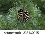 Close up of White pine(Pinus strobus) with two pine cones and green leaf near Namyangju-si, South Korea
