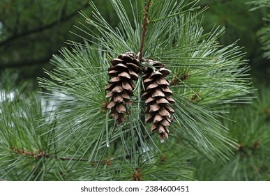 Close up of White pine(Pinus strobus) with two pine cones and green leaf near Namyangju-si, South Korea
