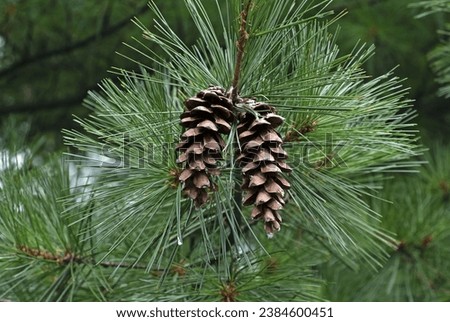 Close up of White pine(Pinus strobus) with two pine cones and green leaf near Namyangju-si, South Korea
