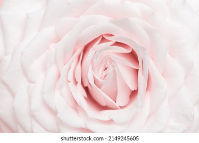 Close Up White Pink Rose Flower, Delicate Macro Petals Pastel Colors, Natural Flowery Background. Fresh Soft Blooming Rose. Selective Focus Flowery Card, Nature Floral Design Postcard, Above View