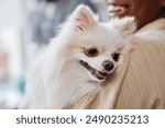 Close up of white pomeranian dog with cute little snout on hands of her female owner after physical examination in veterinary clinic, focus on dogs sad eyes, copy space