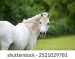 Close up of a white pony, Image shows a young white or grey horse mare in her field on a cloudy wet summers day on a small farm in Surrey