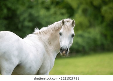 Close up of a white pony, Image shows a young white or grey horse mare in her field on a cloudy wet summers day on a small farm in Surrey - Powered by Shutterstock