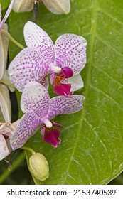 A Close Up Of White And Purple Orchids At Manito Park In Spokane, Washington.