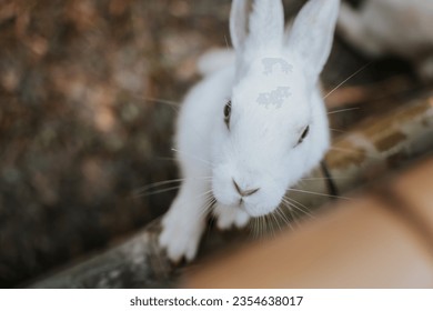 A close up of a white rabbit - Powered by Shutterstock