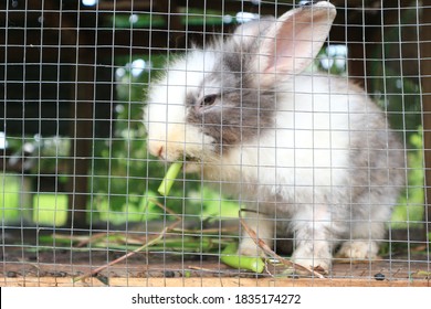 Hase Lustig Stockfotos Bilder Und Fotografie Shutterstock