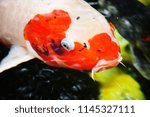 Close up white and red pattern of head Fancy carp or Mirror carp (Cyprinus carpio haematopterus) swimming in a pond, hobby concept
