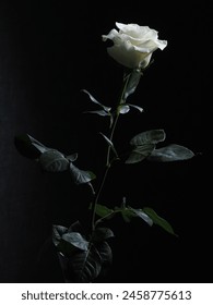 close up of white rose flower on black background