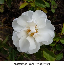 Close Up Of A White Rosehip Flower In A South France Garden