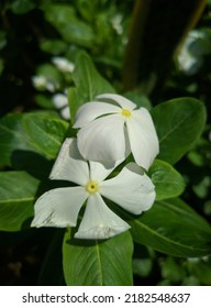 Close Up Of White Rosy Periwinkle Flower