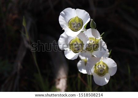 Close up of white Sego Lilies blooming in Mesa Verde National Park, Colorado
