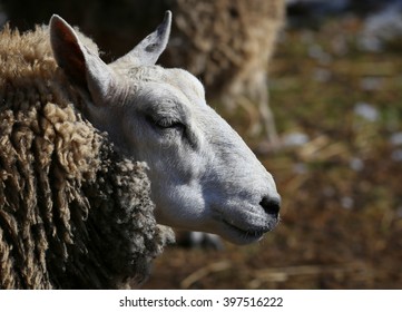 close up of white sheep