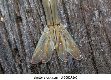 Close Up White Shrimp Swimming Legs Van Nanamai