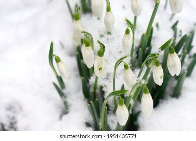 Close Up Of White Snowdrop Flowers Growing On White Snow In Early Spring In UK