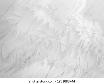 close up of white swan feathers, abstract background


