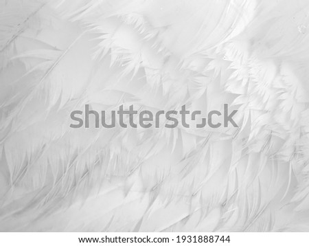 close up of white swan feathers, abstract background

