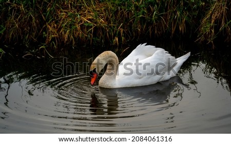 Close up of a white swan seeking food under water
