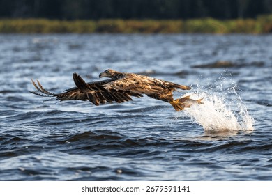 Close up of a white tailed eagle in flight above the water surface near Szczecin Lagoon in Poland.