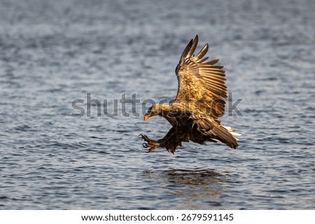 Close up of a white tailed eagle in flight above the water surface near Szczecin Lagoon in Poland.