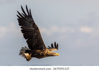 Close up of a white tailed eagle flying with wings spread near Szczecin Lagoon in Poland.