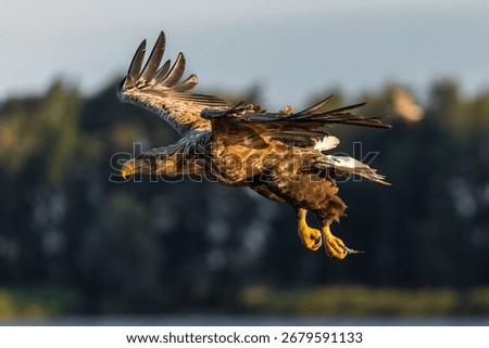 Close up of a white tailed eagle flying with wings spread near Szczecin Lagoon in Poland.