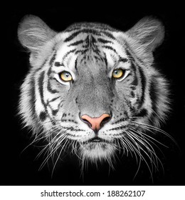 Close Up White Tiger Face, Isolated On Black Background