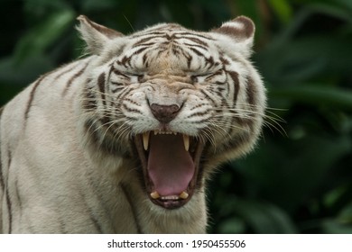 Close Up Of White Tiger Making A Mild Scary Yawn. The White Bengal Tiger Is A Recessive Mutant Of The Bengal Tiger. White Tiger Yawning That Mimics Roaring At Sundarbans National Park, Bengal, India. 