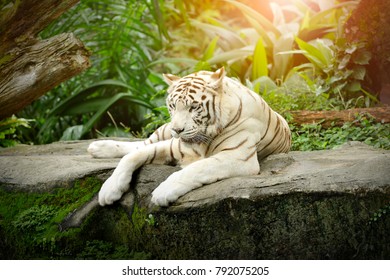 Close White Tiger Posing Front Camera Stock Photo 792075205 | Shutterstock