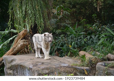 Close up of a white tiger walking in the park, selective focus. 