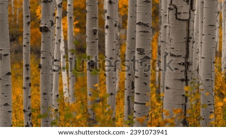 Close up white tree trunk Aspen trees in a forest of orange and yellow. Daytime shallow focus depth of field 