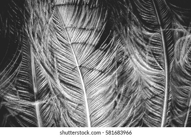 Close White Waves Feathers Subtle Delicate Stock Photo 581683966 ...