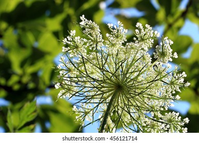 A close up of a white wild flower inflorescence with copy space