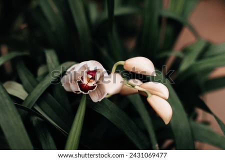 Close up white wild orchids growing in the greenhouse, natural exotic floral background