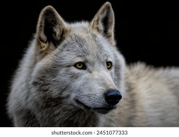 A close up of a White Wolf