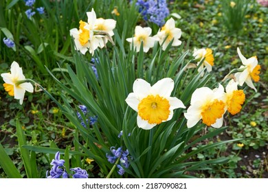  Close Up Of White Yellow Daffodils             