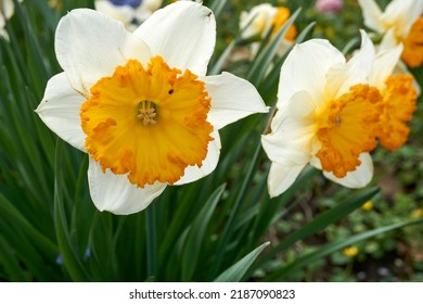  Close Up Of White Yellow Daffodils             