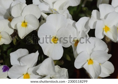 Close up white with yellow flowers of Garden pansies. Violets (Viola cornuta) in spring. Violet family Violaceae.                                 