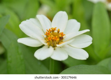 Close Up Of White Zinnia Flowers