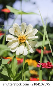 Close Up Of White Zinnia In The Garden