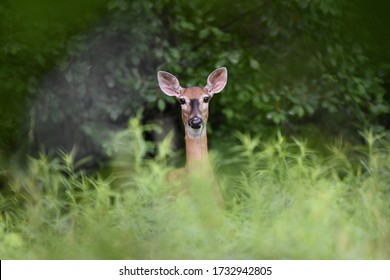 Close up of a White-tailed deer doe peeking up over the weeds in a field with the forest in the background