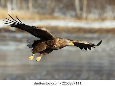 Close up of a White-tailed sea Eagle (Haliaeetus albicilla) in flight, Norway.   - Shutterstock ID 2263337111